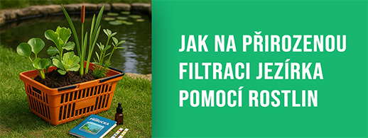Jak na přirozenou filtraci jezírka pomocí rostlin