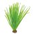 Vallisneria spiralis