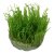 Taxiphyllum alternans Taiwan In-Vitro