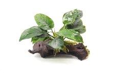 Anubias barteri auf Wurzel