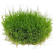 Akvarijní mechy