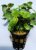 Callisia repens T (turtle)