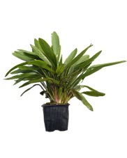 Echinodorus horemanii green-XXL