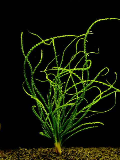 Crinum calamistratum "cibule" Crinum calamistratum "cibule"