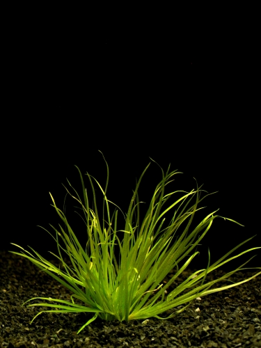 Blyxa japonica