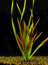 Vallisneria americ. var. rubra