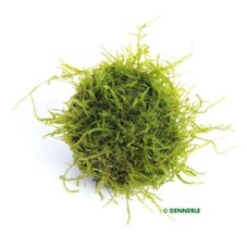 Taxiphyllum barbieri au biosphere-ball