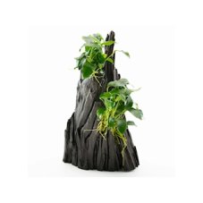 Anubias spp. Hills