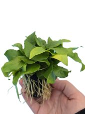 Anubias nana "Golden"XL