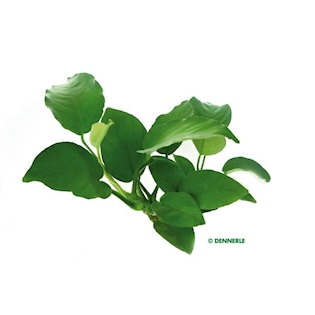 Anubias barteri, XXL