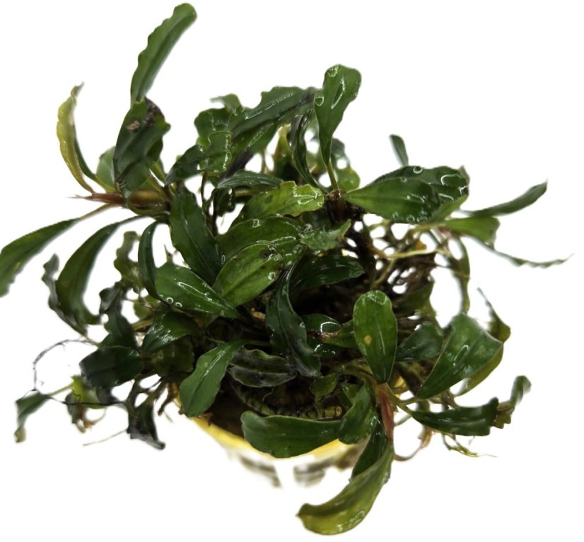 Bucephalandra Lamandau