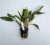 Cryptocoryne undulata red