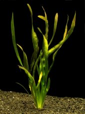 Vallisneria tiger new