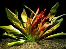 Echinodorus Beauty Red
