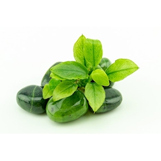 Anubias nana ´Jade´