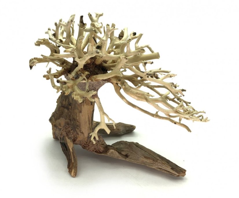 Bonsai Driftwood 15 x 12 x 13 cm No.10