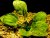 Echinodorus leopard