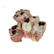 MC Mušle Barnacle 10-15 cm
