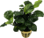 Anubias barteri "Golden coin leaf"