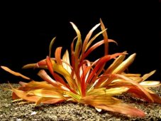 Echinodorus Rubin narrow leaf-XXL