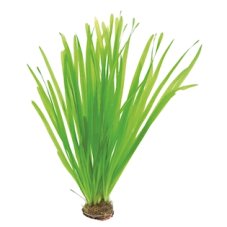 Vallisneria spiralis