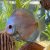 Terčovec - S.discus Blue Diamond vel. 5-6cm