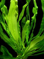 Echinodorus horemanii