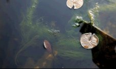 Söll P-Lock AlgaeStop 2,5 kg - přípravek na řasy