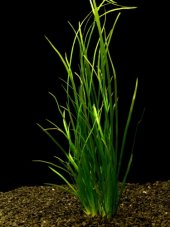 Vallisneria spiralis