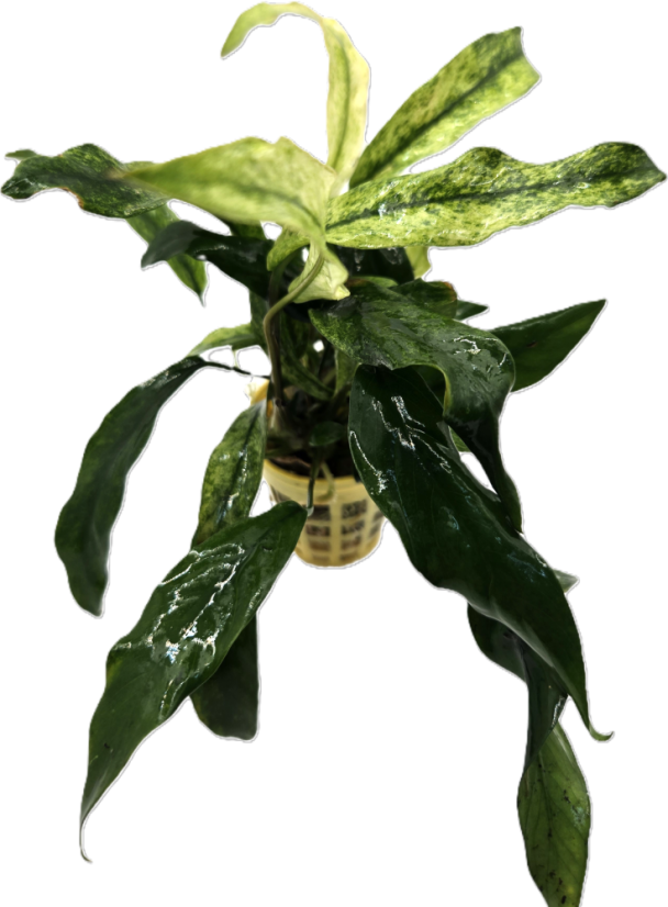 Anubias barteri var. glabra Variegated