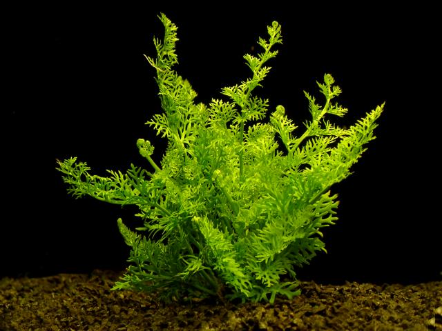 Ceratopteris siliquosa