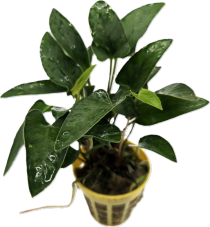 Anubias gracilis