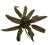 Cryptocoryne balansae