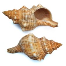 MC Mušle Trapezium S, 1 ks
