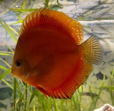 Terčovec - S.discus Marlboro red vel. 6cm