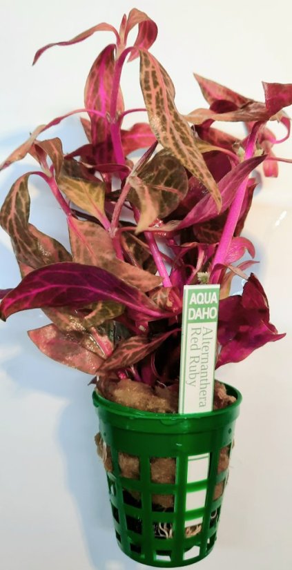 Alternanthera rein. "Red Ruby"