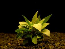 Hygrophila corym. var. minima