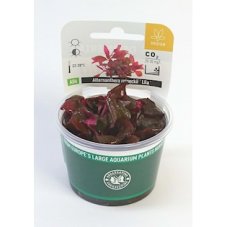 Alternanthera reineckii ´Lila´  In-Vitro