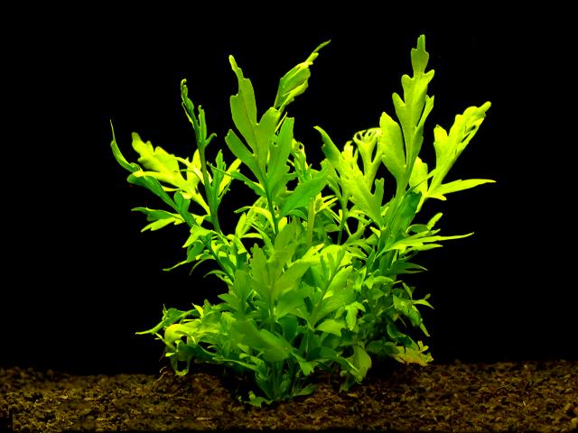 Ceratopteris thalicroides