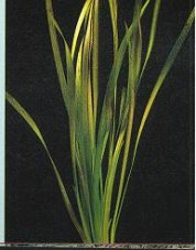 Vallisneria spiralis red