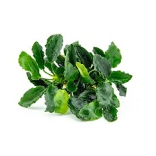 Anubias barteri var. nana ´Kirin´