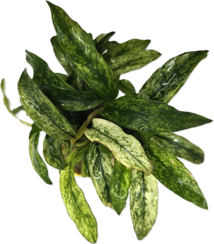 Anubias barteri  minima variegated