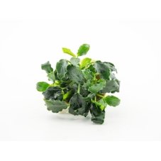 Anubias nana ´Mini Kirin´