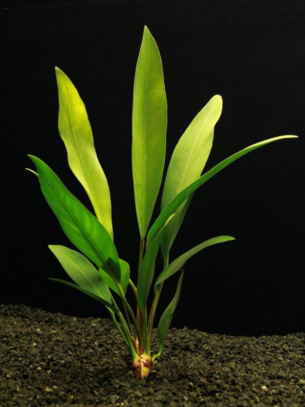 Anubias congensis - vysoký