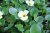 Hydrocleis nymphoides