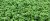Azolla filiculoides - box