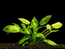 Cryptocoryne pontederiifolia