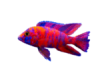 Cichlidy Cichlidy