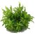 Pogostemon helferi In-Vitro