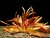Echinodorus Rubin narrow leaf-XXL